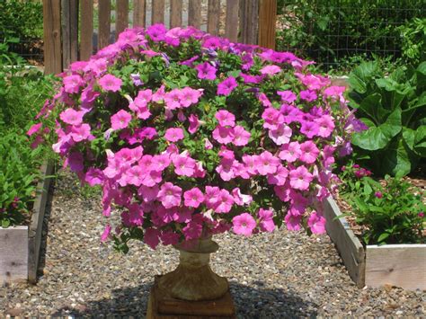Uncover the Mystical Charms of Witchcraft Petunia in Your Yard
